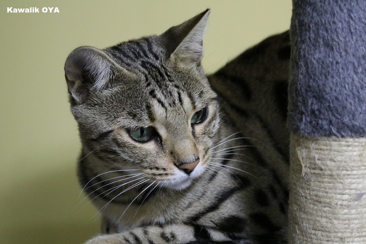 bengal brown spotted